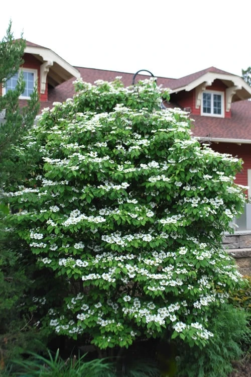 Summer Snowflake Viburnum - 3 Gallon Pot - Image 4