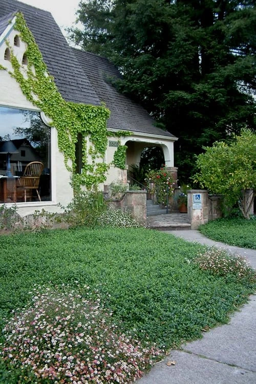 Evergreen Periwinkle (Vinca Minor) - 10 Count Flat Of Pint Pots - Image 5