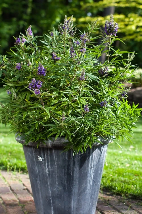 Blue Puffball Chaste Tree (Dwarf) - Vitex - 3 Gallon Pot - Image 4