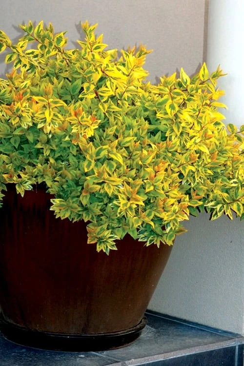 Kaleidoscope Dwarf Abelia - 3 Gallon Pot - Image 5