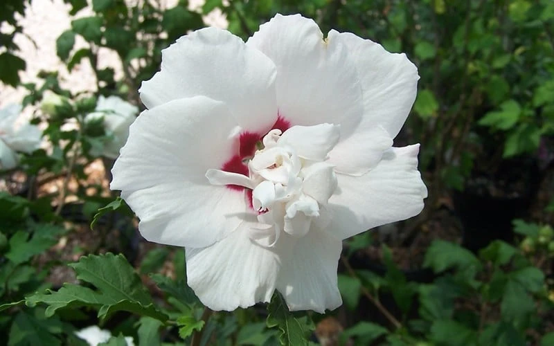 Morning Star Rose Of Sharon (Single Trunk Tree) - 7 Gallon Pot (3-4') - Image 5