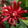 Florida Anise - Illicium Floridanum - 7 Gallon Pot