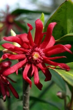 Florida Anise - Illicium Floridanum - 7 Gallon Pot