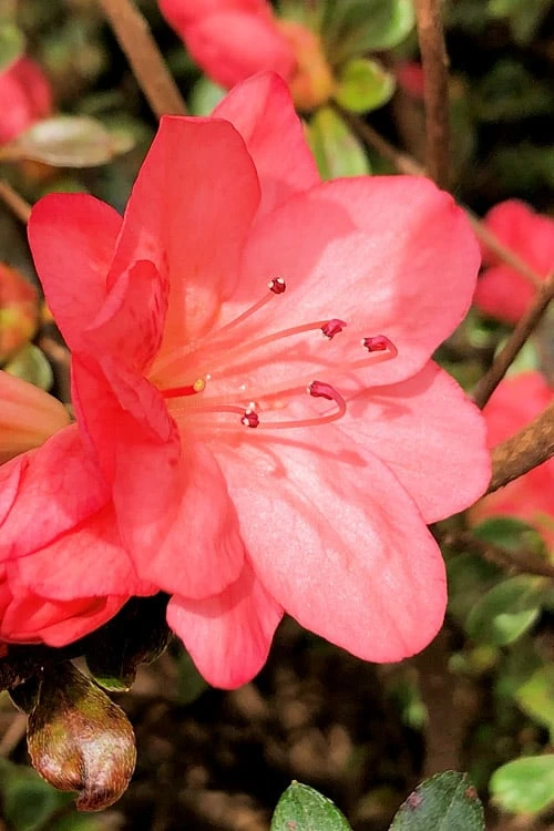 Blaauw's Pink Azalea - 3 Gallon Pot - Image 5