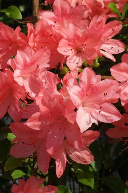 Blaauw's Pink Azalea - 3 Gallon Pot - Image 4