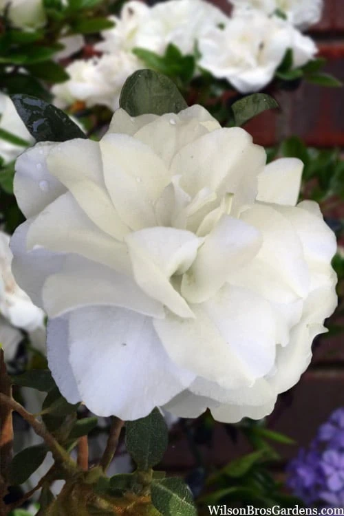 Snowball Bloom 'N Again Azalea - 2 Gallon Pot - Image 4