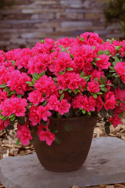 Canzonetta Azalea - 1 Gallon Pot - Image 4