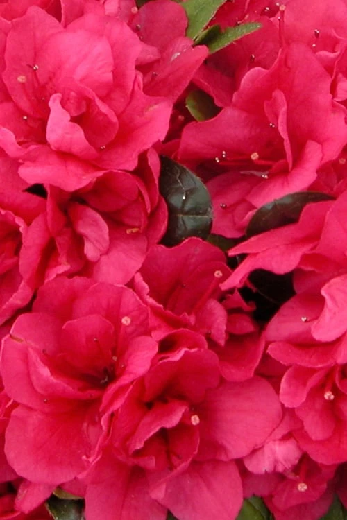 Canzonetta Azalea - 1 Gallon Pot - Image 5