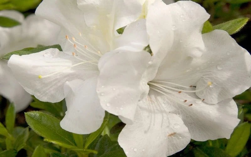 Autumn Ivory Encore Azalea - 1 Gallon Pot - Image 5