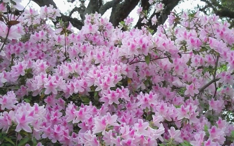 George L. Taber Southern Indica Azalea - 3 Gallon Pot - Image 5