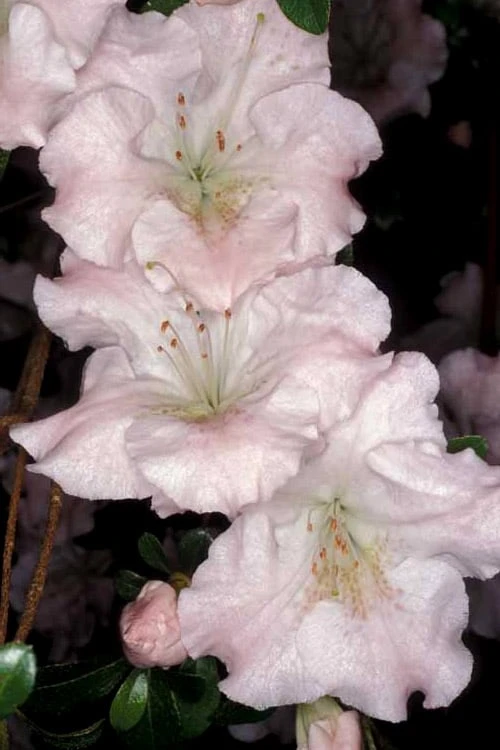 Gwenda Azalea (Robin Hill Hybrid) - 1 Gallon Pot - Image 5