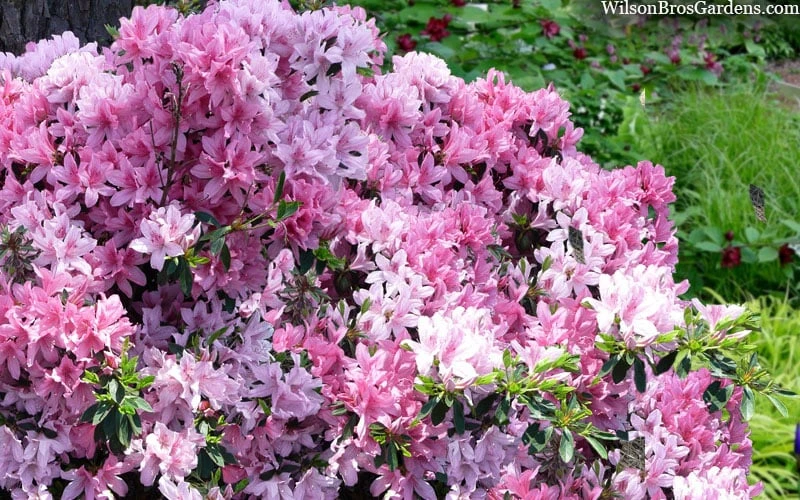 Northlake Beauty Azalea - 6 Pack Of 1 Gallon Pots - Image 4