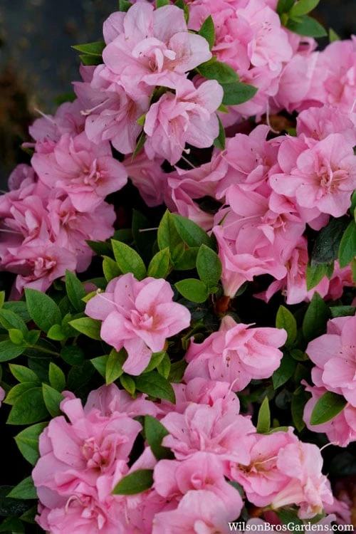 Perfecto Mundo Double Pink Reblooming Azalea - 3 Gallon Pot - Image 5