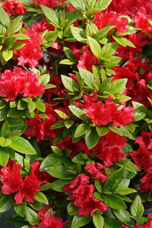 Perfecto Mundo Red Reblooming Azalea - 1 Gallon Pot - Image 6