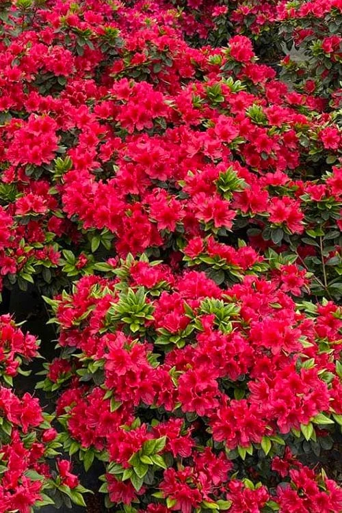 Perfecto Mundo Red Reblooming Azalea - 3 Gallon Pot - Image 5