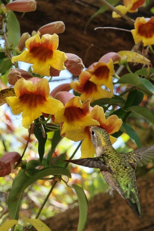 Crossvine (Bignonia Capreolata) - 3 Gallon Pot - Image 5