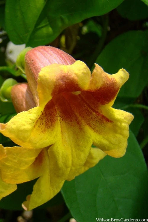 Crossvine (Bignonia Capreolata) - 3 Gallon Pot