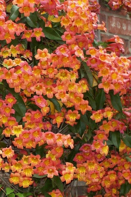 Tangerine Beauty Crossvine Bignonia - 3 Gallon Pot - Image 9