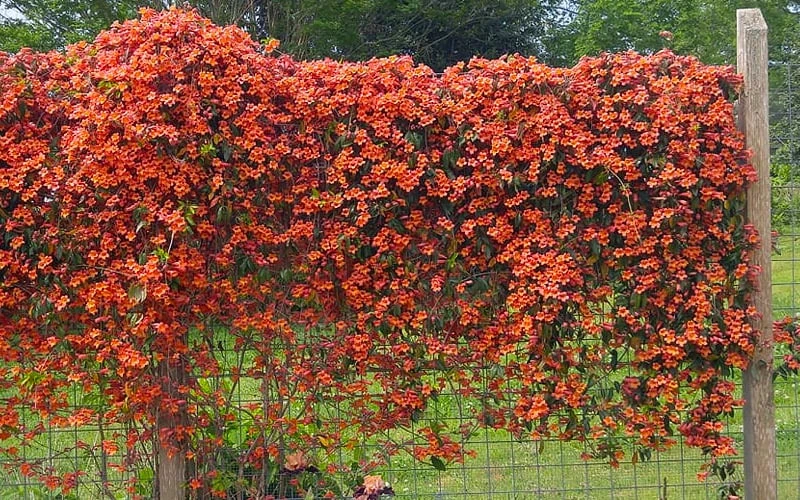 Tangerine Beauty Crossvine Bignonia - 3 Gallon Pot - Image 8