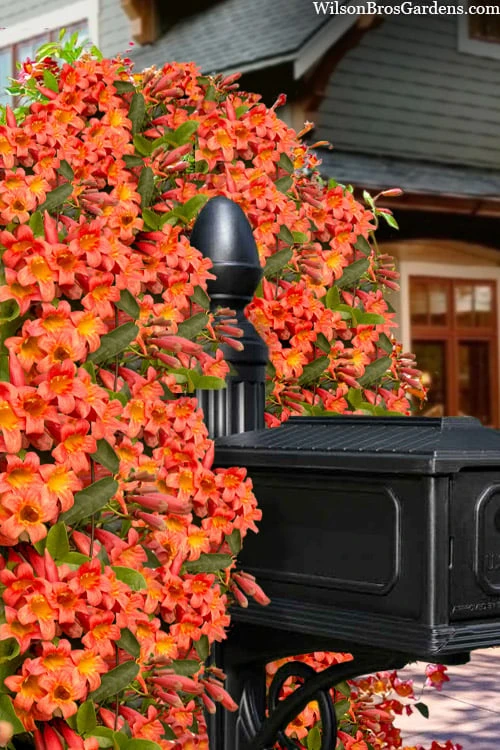 Tangerine Beauty Crossvine Bignonia - 3 Gallon Pot - Image 10