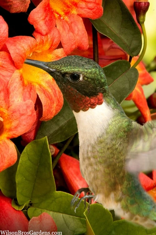 Tangerine Beauty Crossvine Bignonia - 3 Gallon Pot - Image 5