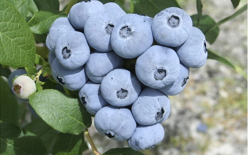 Northern Highbush Blueberry (Vaccinum Corymbosum) - 1 Gallon Pot - Image 5