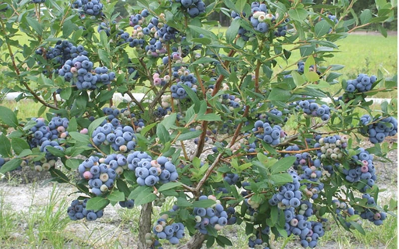 Northern Highbush Blueberry (Vaccinum Corymbosum) - 1 Gallon Pot - Image 4