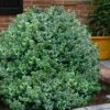 Gordo Boxwood - 1 Gallon Pot