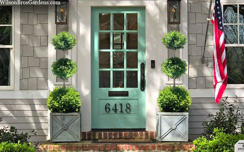 Green Mountain Boxwood 3-Ball Poodle Tier Topiary - 6 Gallon Pot - Image 4