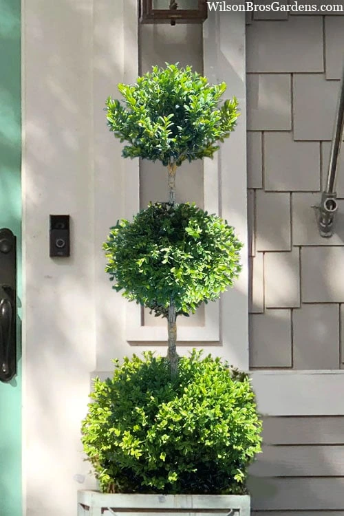 Green Mountain Boxwood 3-Ball Poodle Tier Topiary - 6 Gallon Pot