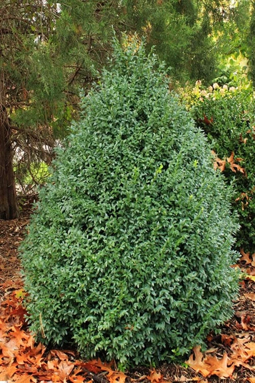 John Baldwin Pyramidal Boxwood - 3 Gallon Pot - Image 6