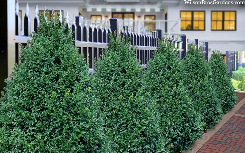 John Baldwin Pyramidal Boxwood - 3 Gallon Pot - Image 4