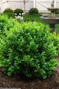 Little Missy Dwarf Boxwood - 1 Gallon Pot