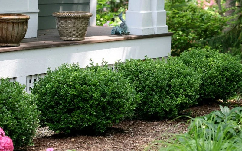 Little Missy Dwarf Boxwood - 7 Gallon Pot - Image 5