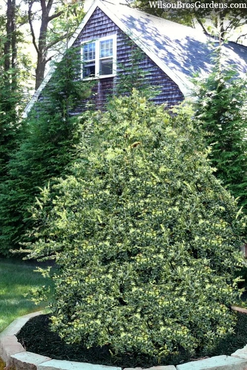 Golden Weeping Boxwood (Buxus Sempervirens 'Aurea Pendula') - 1 Gallon Pot - Image 4