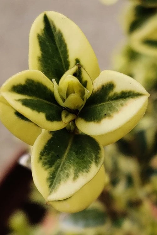 Variegated Boxwood (Buxus Sempervirens 'Aureovariegata') - 2 Gallon Pot - Image 6