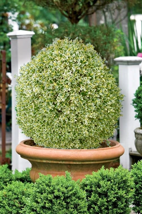 Elegans Variegated Boxwood - Buxus Sempervirens 'Elegantissima' - 6 Pack Of 1 Gallon Pots - Image 4
