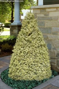Elegans Variegated Boxwood - Buxus Sempervirens 'Elegantissima' - 2 Gallon Pot