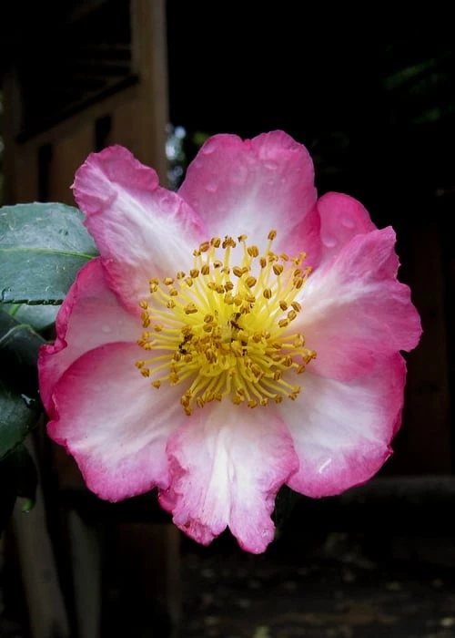 Autumn Sunrise Camellia Sasanqua - 1 Gallon Pot - Image 4