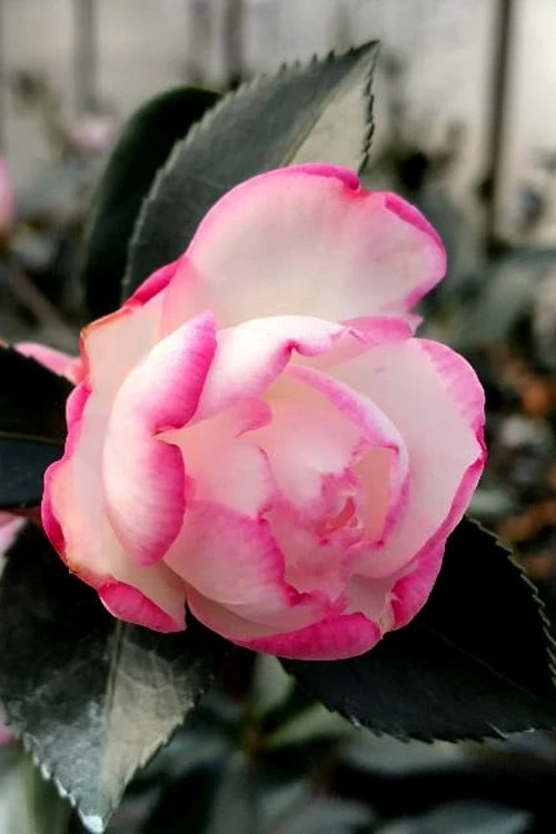 Bob's Supreme Camellia - 1 Gallon Pot - Image 4