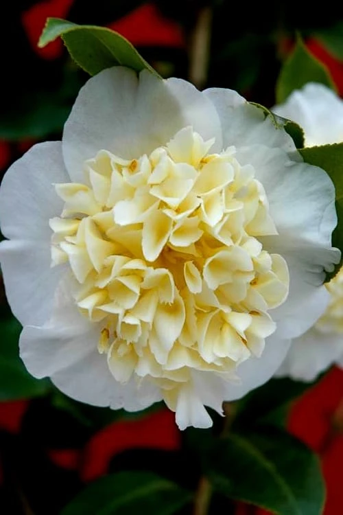 Brushfield Yellow Camellia Japonica - 3 Gallon Pot - Image 4