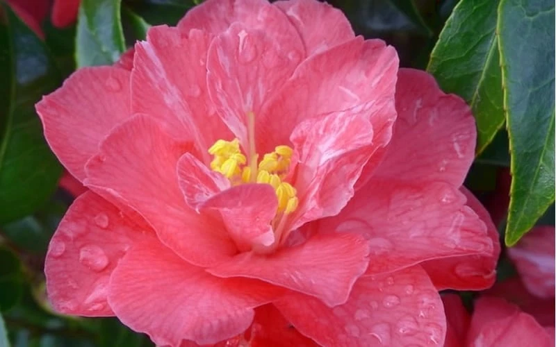 Coral Delight Camellia Hybrid - 1 Gallon Pot - Image 6
