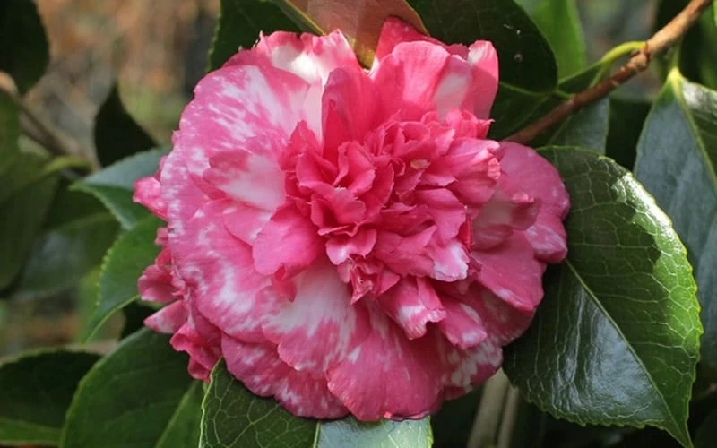 Sacred Dance Camellia Japonica 'Daikagura' - 3 Gallon Pot - Image 6