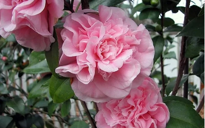 Debutante Pink Camellia Japonica - 1 Gallon Pot - Image 4