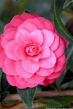 April Kiss Pink Double Flowered Camellia Japonica - 1 Gallon Pot