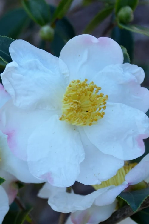 Sweet October Fragrant Camellia - 1 Gallon Pot - Image 6