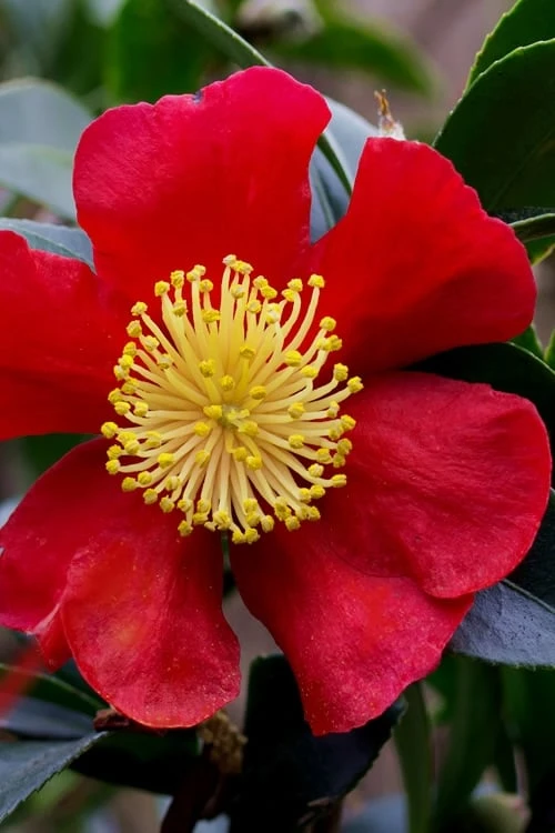 Yuletide Camellia Sasanqua - 2.5 Quart Pot - Image 8