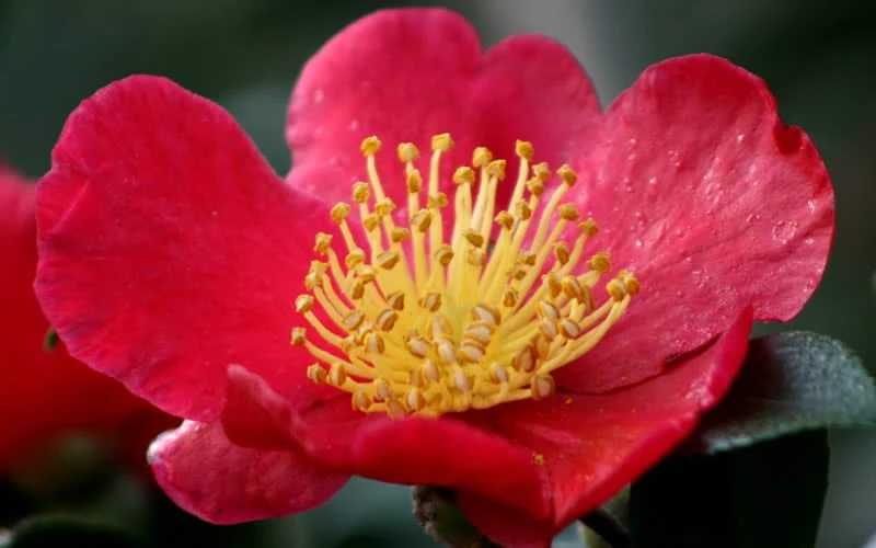 Yuletide Camellia Sasanqua - 2.5 Quart Pot - Image 7
