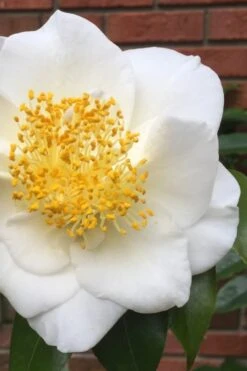 White Empress Camellia Japonica - 1 Gallon Pot
