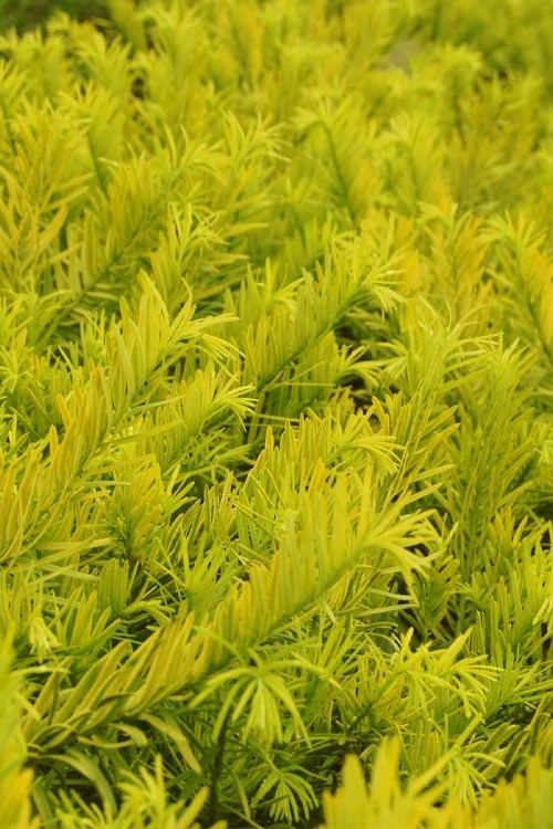 Golden Dragon Plum Yew (Cephalotaxus Harringtonia) - 3 Gallon Pot - Image 4